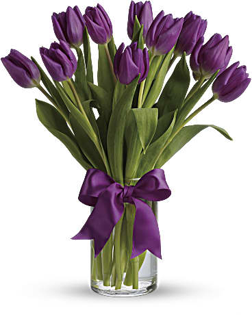 Purple Tulip Delight